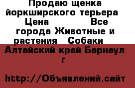 Продаю щенка йоркширского терьера  › Цена ­ 20 000 - Все города Животные и растения » Собаки   . Алтайский край,Барнаул г.